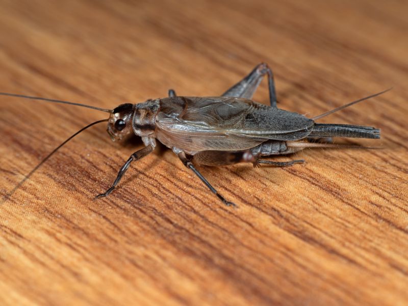 Cricket Control Service