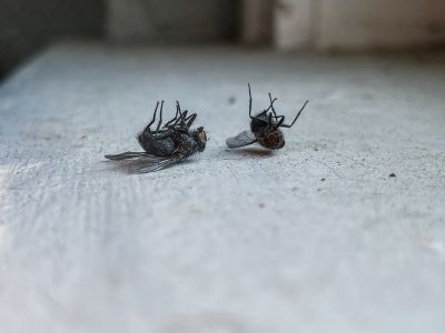 Fly Infestation Extermination